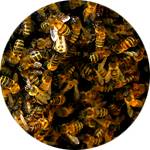В состав Варитонуса входит пчелиный подмор