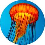 Основным компонентом Медутокса является экстракт секрета медузы