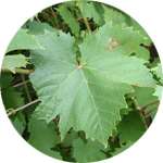 В Флеболайфе содержится вытяжка из виноградных листьев