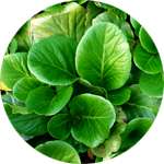 Листья бадана - один из компонентов препарата Панкренол