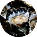 Экстракт дальневосточного моллюска содержится в креме Inblanc