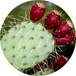 Одним из компонентов капсул Зеро Слим для похудения является экстракт кактуса