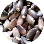 Одним из компонентов средства Гепарео для печени являются плоды расторопши
