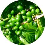 Зеленый кофе входит в состав Appetex