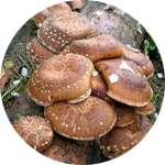 В состав Алкоблокера входят грибы шиитаке